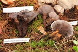 Hydnellum caeruleum image