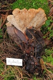 Abortiporus biennis image