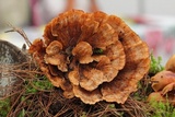 Abortiporus biennis image