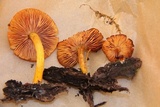 Pluteus aurantiorugosus image