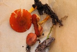 Pluteus aurantiorugosus image