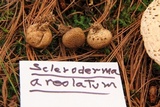 Scleroderma areolatum image