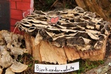 Bjerkandera adusta image