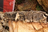 Bjerkandera adusta image