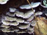 Trichaptum abietinum image