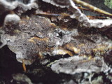 Trichaptum abietinum image