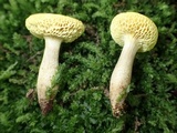 Xerocomus parvulus image