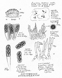 Saccobolus depauperatus image