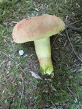 Boletus miniato-olivaceus image