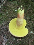 Boletus miniato-olivaceus image