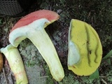 Boletus miniato-olivaceus image