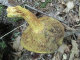 Boletus miniato-olivaceus image