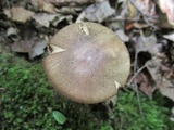 Leccinum snellii image