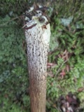 Leccinum snellii image