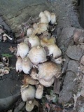 Coprinopsis variegata image
