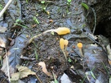 Mitrula elegans image