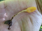 Mitrula elegans image