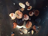 Galiella rufa image