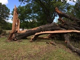 Laetiporus cincinnatus image