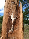 Laetiporus cincinnatus image