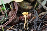Ophiocordyceps sphecocephala image