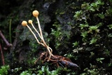Ophiocordyceps sphecocephala image