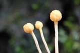 Ophiocordyceps sphecocephala image