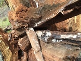 Laetiporus cincinnatus image