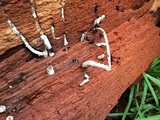 Laetiporus cincinnatus image