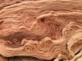 Laetiporus cincinnatus image