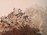 Saccobolus depauperatus image