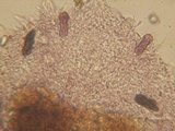 Saccobolus depauperatus image