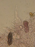 Saccobolus depauperatus image