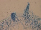 Saccobolus depauperatus image