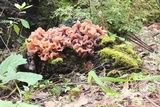 Phaeotremella frondosa image
