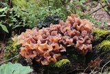Phaeotremella frondosa image