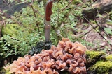 Phaeotremella frondosa image