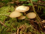 Kuehneromyces lignicola image