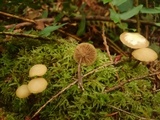 Kuehneromyces lignicola image
