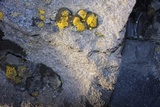 Candelariella rosulans image