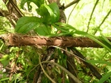 Pseudochaete tabacina image