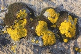 Candelariella rosulans image