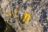 Candelariella rosulans image