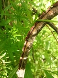 Pseudochaete tabacina image