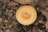 Amanita sect. Vaginatae image