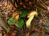 Suillus lakei image