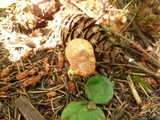 Suillus lakei image