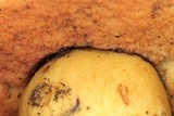 Boletus discolor image