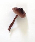 Mycena purpureofusca image