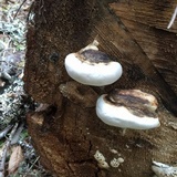 Fomitopsis ochracea image